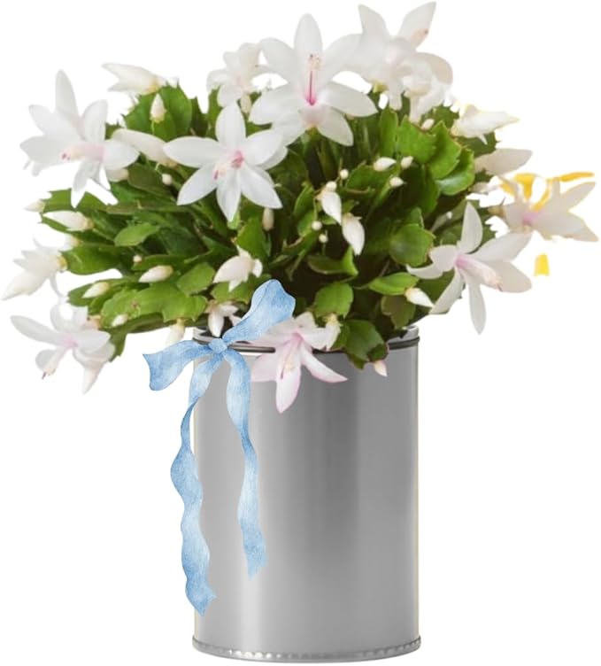 Christmas Cactus Plants Live, Thanksgiving Cactus Easter Cactus Like, 4-8 Inc Tall, Cold Hardy, Holiday Cactus for Indoor Outdoor Planting, Starter Size (White)