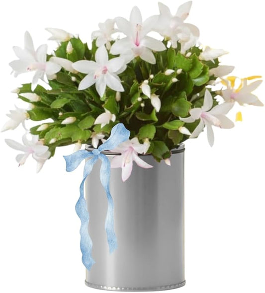 Christmas Cactus Plants Live, Thanksgiving Cactus Easter Cactus Like, 4-8 Inc Tall, Cold Hardy, Holiday Cactus for Indoor Outdoor Planting, Starter Size (White)