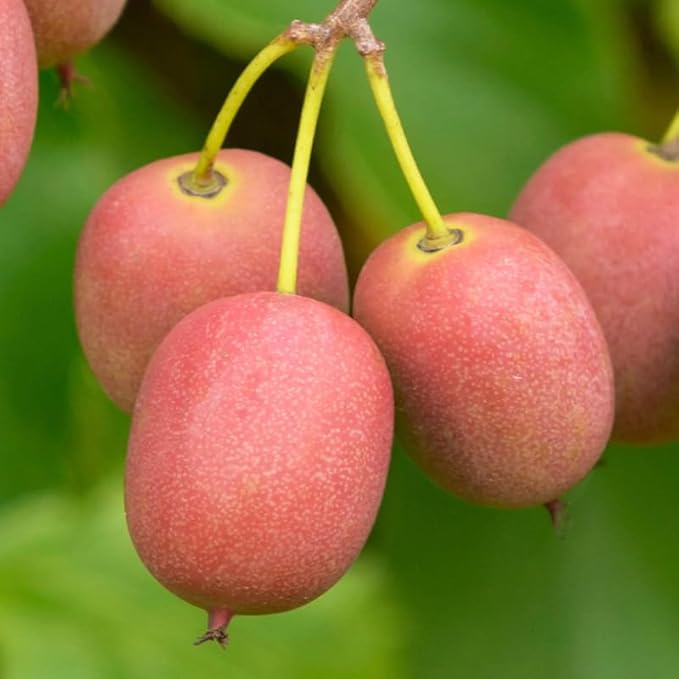 Live Kiwi Plants, Hardy Kiwi Berry Vine Starter Plants, Cold Hardy Edible Fruit Vines for Home Garden