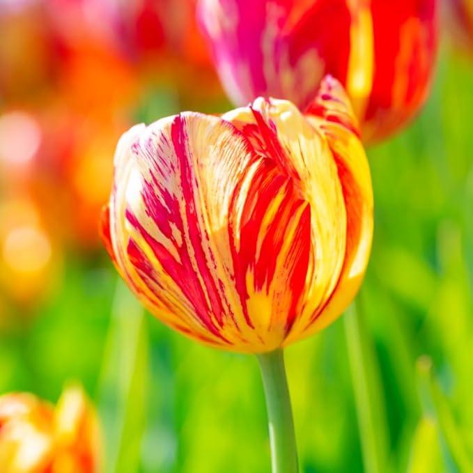 20 Rembrandt Tulip Bulbs for Spring Planting, Mix Large Tulip Bulbs for Fall Planting, Flower Bulbs Garden Indoor Outdoor