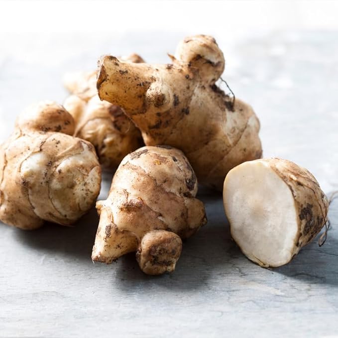 1 Pound Large Jerusalem Artichokes Tubers for Planting, Fresh Sunchokes Sunroots, Hardy Edible Perennial Roots for Outdoor Vegetable Garden