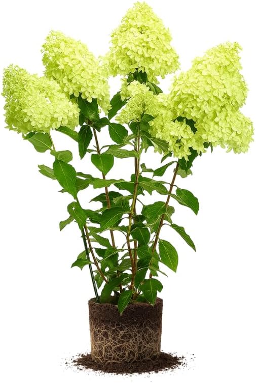 Hydrangea Plant Live, Lime Hydrangea Tree Live Plants, Dormant, 5 to 7 Inc Tall for Growing