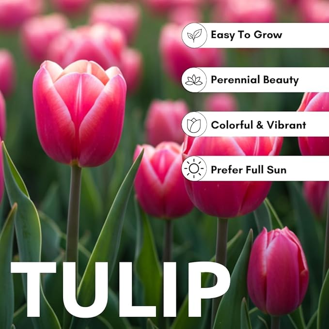 Purple and White Tulip Bulbs for Planting - Purple Flaming Flag Tulips, Perennial Blooms for Landscape Garden or Container Growing (10 Bulbs)