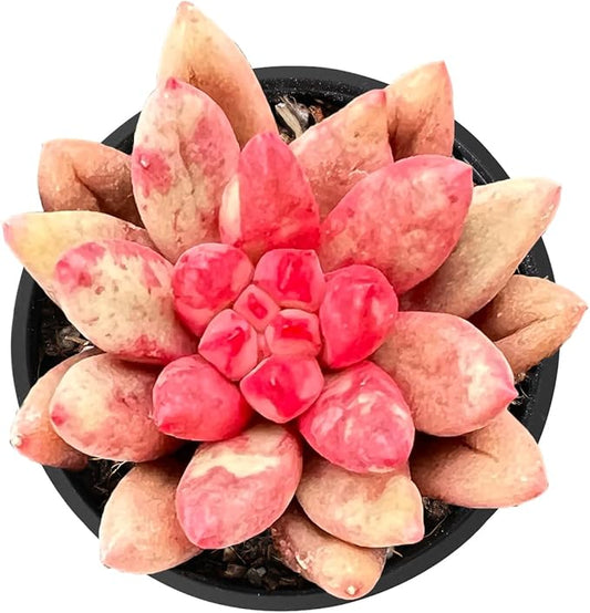 2" Live Succulent Plants Echeveria 'Goldfish', Mini Potted Succulents, Easy Care Indoor Houseplant, Unique Gifts, Home Office Décor