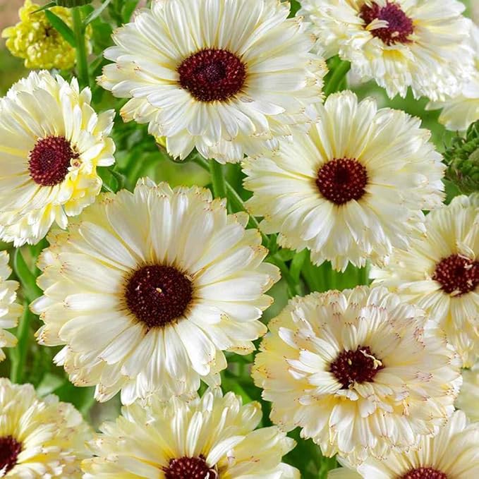 Outsidepride Snow Princess Calendula Seeds - 100 Pcs Annual Edible Flower Seeds for Planting for Dishes & Wellness Uses, with Vibrant Blooms for Cut Flower, Container, & Pollinator Gardens