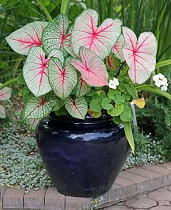 Fancy Leaf Caladium - Cranberry Star - Large Size Root - Hardy Zones 9-11