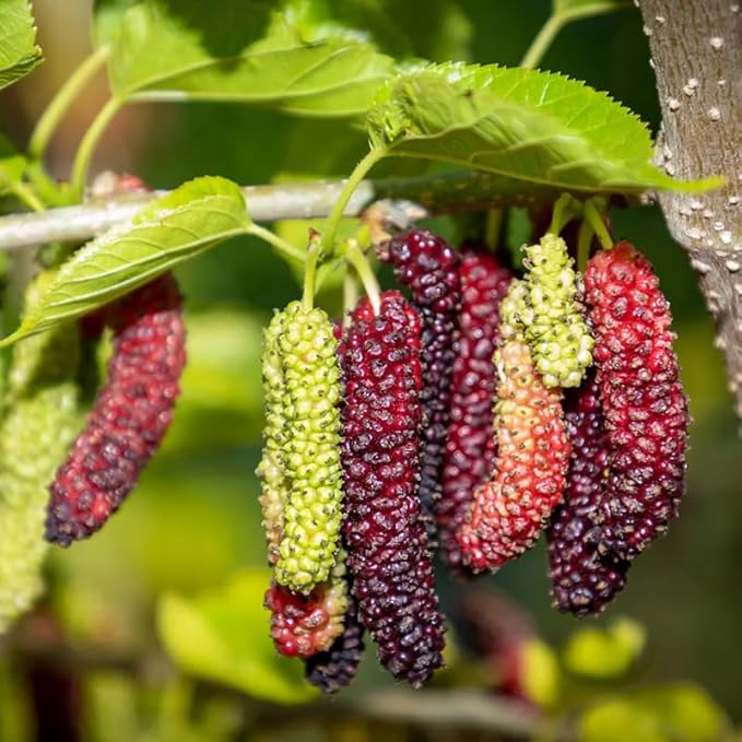 Mulberry Tree Live Plant, 5 to 8 Inch Tall, Sweet Mulberry Plant Live Seedling, No Pot, Edible Mulberries Fruit Tree Plant (Pakistan Mulberry)