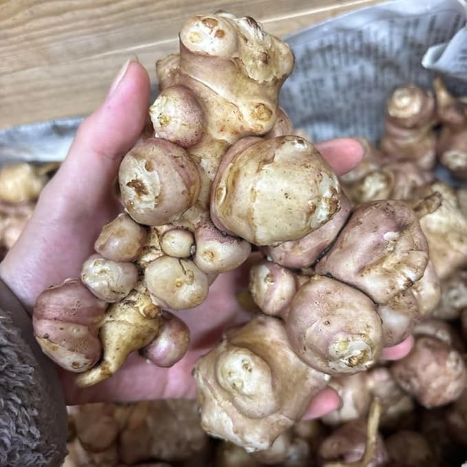 2 Lb Jerusalem Artichoke Live Tubers, Sunchoke Bulbs for Planting Gardening Indoor Outdoor