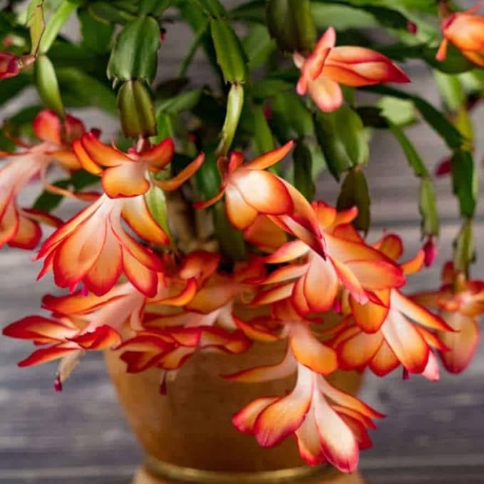 2 Christmas Cactus Plants Live, Starter Holiday Thanksgiving Cactus Plant for Indoor Outdoor Houseplants, Fasle Easter Cactus Plants Like, Cold Hardy, 5-9" in Tall, No Pot (Salmon)