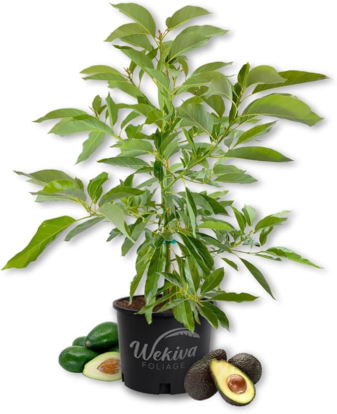 HASS Avocado Tree - Grafted - Live Plant in a 3 Gallon Growers Pot - Persea Americana - Beautiful Edible Fruit Bearing Tree for Patio and Garden