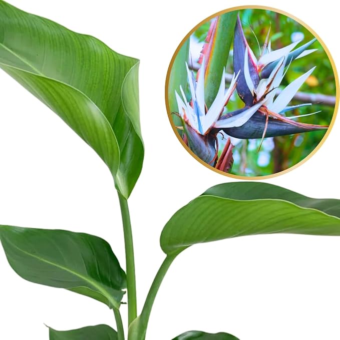 Bird of Paradise Plant Live, 5" to 12" Tall, Established Roots, Strelitzia Reginae Live Plant Houseplant Indoor Outdoor (Giant White)