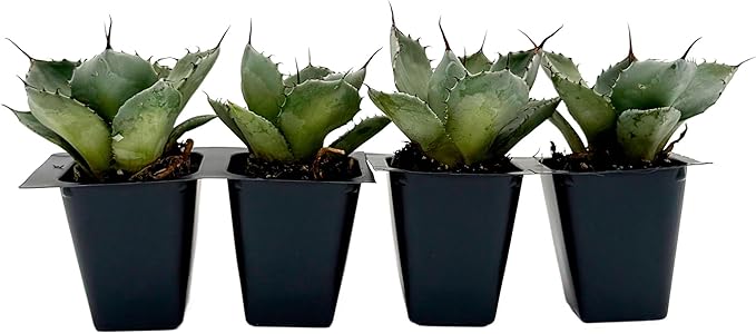 4 Agave Parryi | Live Succulents in 2.5-inch Nursery Cubes | Agave Parryi -truncata Variety | Easy-Care Drought-Tolerant Succulent | Featuring Striking Blue-Gray Compact Leaves for Xeriscapes and Home