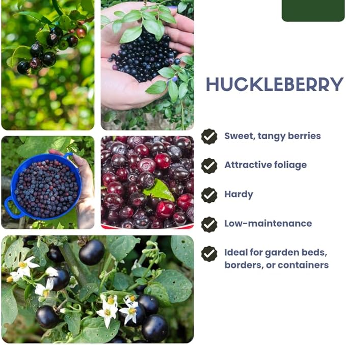 Huckleberry Plant Live, Sweet Edible Berries Tree 6-10 Inch Tall, Hardy Fruit Bushes for Outdoor Garden