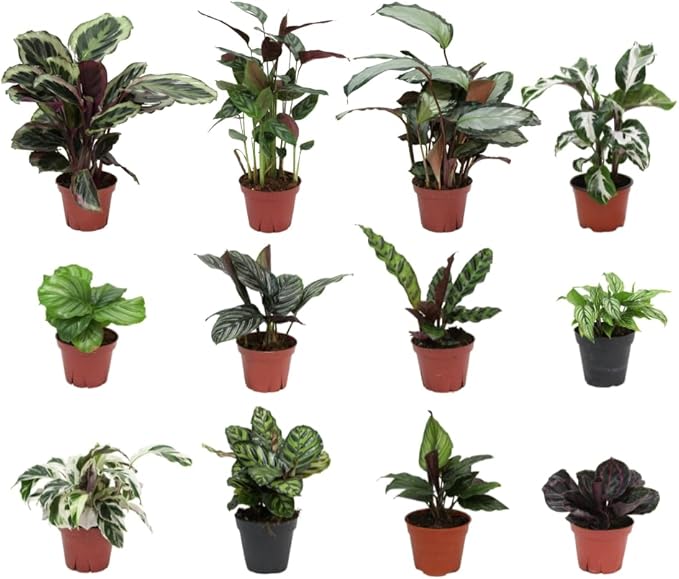 CoollectivePlants Calathea Plant Live in 4" Nursery Pot (4-Pack) – Assorted Easy Care Indoor Houseplants, Starter Plants for Beginners, Includes UniHeat Pack for Winter Protection