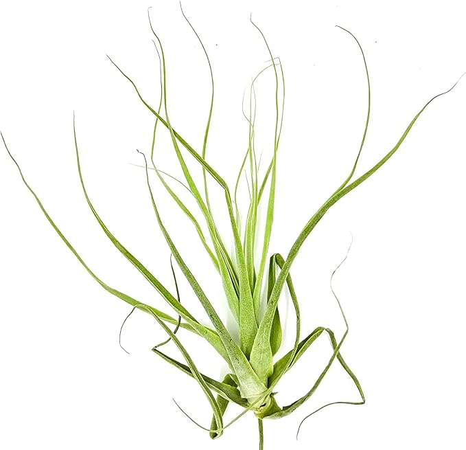 ragnaroc Air Plants - Tillandsia Straminea Jumbo 6-9" - 5ct - Live Arrival Guaranteed - House Plants for Home Decor & Gift