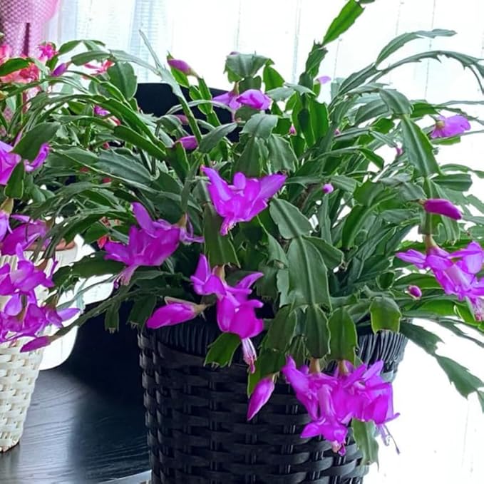 2 Christmas Cactus Plants Live, Starter Holiday Thanksgiving Cactus Plant for Indoor Outdoor Houseplants, Fasle Easter Cactus Plants Like, Cold Hardy, 5-9" in Tall, No Pot (Purple)