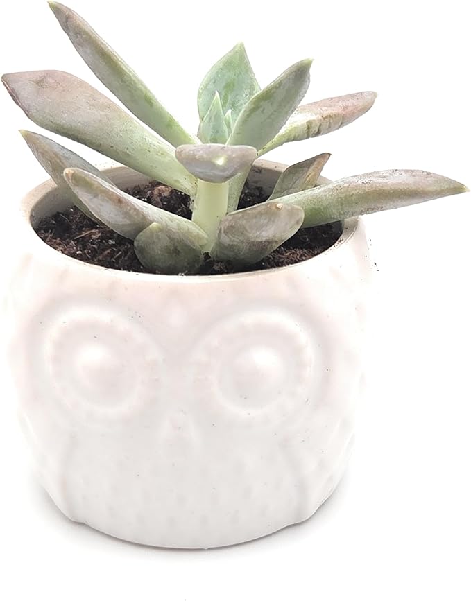 Blisse Wood Owl Planter (White)