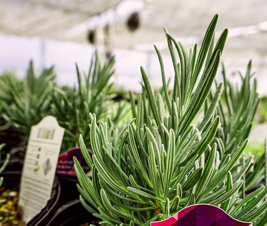 Greenwood Nursery: Live Perennial Plants - Phenomenal Lavender + Lavandula x Intermedia - [Qty: 3X Pint Pots] - (Click for Other Available Plants/Quantities)