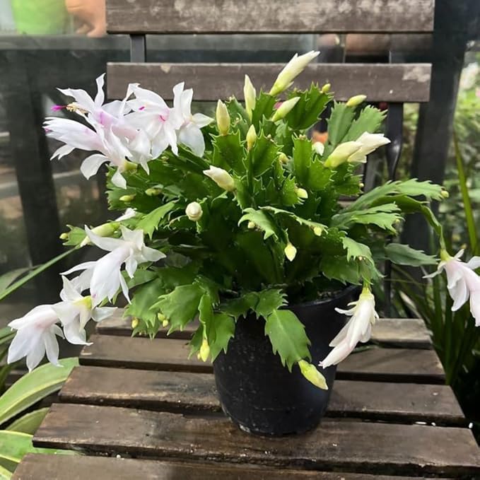 2 Christmas Cactus Plants Live, Starter Holiday Thanksgiving Cactus Plant for Indoor Outdoor Houseplants, Fasle Easter Cactus Plants Like, Cold Hardy, 5-9" in Tall, No Pot (White)
