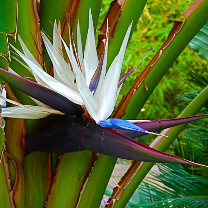 Bird of Paradise Plant Live, 5" to 12" Tall, Established Roots, Strelitzia Reginae Live Plant Houseplant Indoor Outdoor (Giant White)