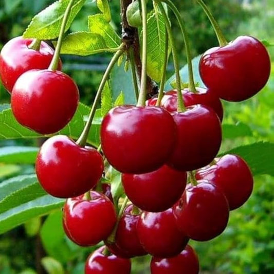 7 Months Old Barbados Cherry Tree Live Plant, Fast-Growing and High Yielding Sweet Fruit, Edible Fruit Bearing Tree for The Patio and Garden, No Pot, 4-8" in Tall