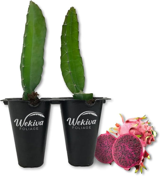 Edgar's Baby Dragon Fruit Tree - 1 Live Starter Plant - Hylocereous Undatus - Edible Tropical Fruit Plant from Florida