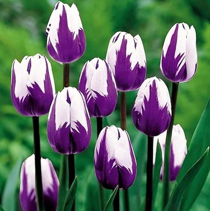 Purple and White Tulip Bulbs for Planting - Purple Flaming Flag Tulips, Perennial Blooms for Landscape Garden or Container Growing (50 Bulbs)
