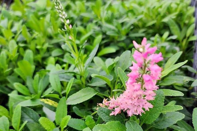 Greenwood Nursery: Live Perennial Plants - 'Red Fox' Spiked Speedwell + Veronica Spicata - [Qty: 5X Pint Pots] - (Click for Other Available Plants/Quantities)