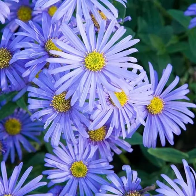 Live Aster Plant for Planting, Vibrant Blue Blooms 4-9 Inch Tall, Hardy and Perennial Aster, Ideal for Container and Outdoor Growing