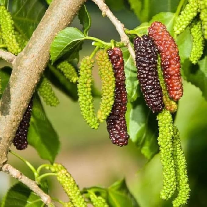 Mulberry Tree Live Plant, 5 to 8 Inch Tall, Sweet Mulberry Plant Live Seedling, No Pot, Edible Mulberries Fruit Tree Plant (Pakistan Mulberry)