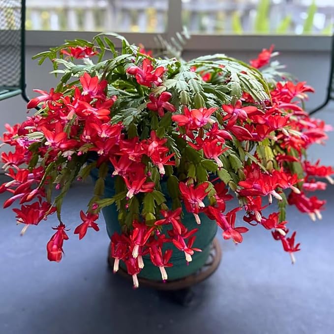 2 Red Christmas Cactus Plants, Thanksgiving Cactus 3-6 Inch Tall, Winter Succulents Flowers Container Hanging Basket Indoor Outdoor Planting