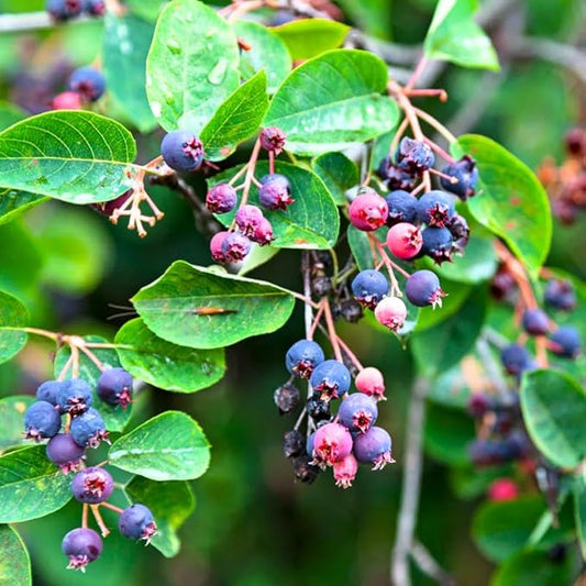 Serviceberry Live Plant, 12-18 Inch Tall Tree in Quart Pot, Edible Berry Tree and Ornamental Shrub for Garden or Landscape