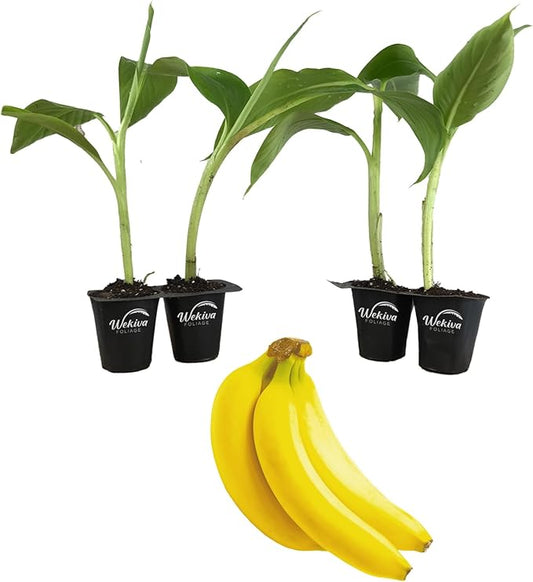 Margarita Banana Tree - 4 Live Starter Plants - Musa - Edible Fruit Bearing Tree for The Patio and Garden