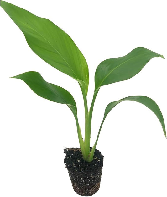 Live White Birds of Paradise Plant - 'White Birds of Paradise' Strelitzia nicolai - ragnaroc Tropical Plant 6-10” Tall - 2ct - Live Arrival Guaranteed - House Plants for Home Decor & Gift