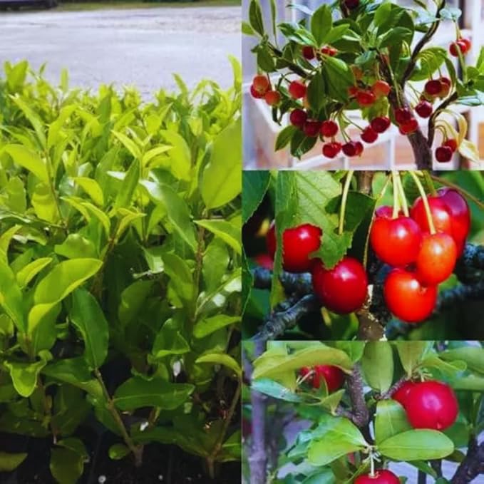 7 Months Old Barbados Cherry Tree Live Plant, Fast-Growing and High Yielding Sweet Fruit, Edible Fruit Bearing Tree for The Patio and Garden, No Pot, 4-8" in Tall