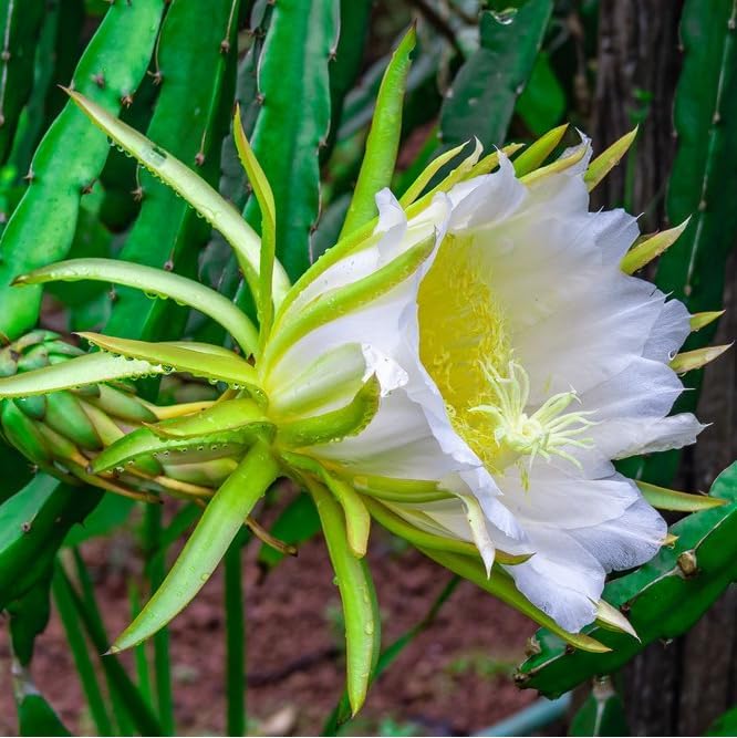 Dragon Fruit Yellow Dragon (4 Pack) | Real Live Fruit Plants for Sale | Rare Exotic Variety | Sweet Edible Fruit | Easy to Grow Live Plants for Organic Gardens