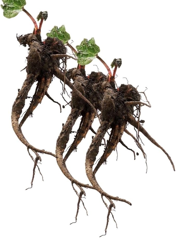 3 Rhubarb Plants Roots for Planting, Rhubarb Plants Live Roots for Planting Gardening Outdoor Indoor, 3 to 5 Inc Tall