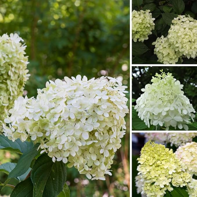 Hydrangea Plant Live, Lime Hydrangea Tree Live Plants, Dormant, 5 to 7 Inc Tall for Growing