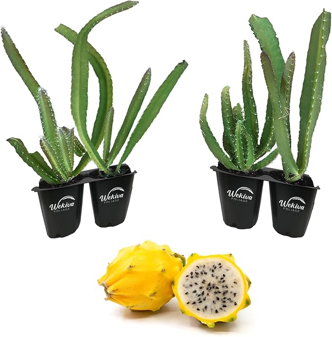 Yellow Dragon Fruit Tree - 4 Live Starter Plants - Selenicereus Megalanthus - Edible Tropical Fruit Plant from Florida