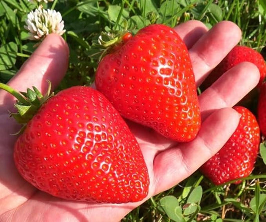 BigBloom Strawberry Plants - Grow Giant Strawberries - Bare Root Plants (10 Plants)
