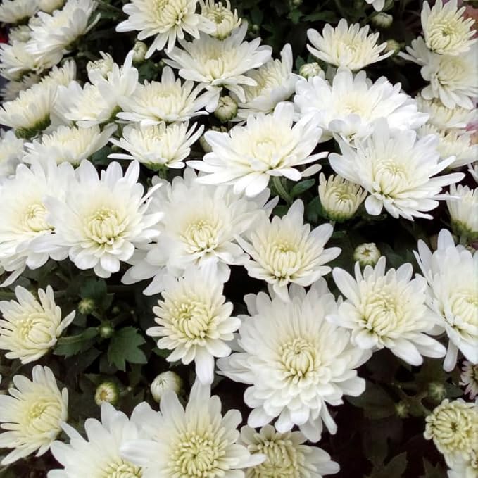 White Chrysanthemum Plant, Set 2 White Mums Plants Live, Hardy Perennial Mum Live Plant, 3 to 6 Inch Tall Garden Mum Starter Plants for Garden Beds, Containers, Vibrant Fall Blooms, No Pot
