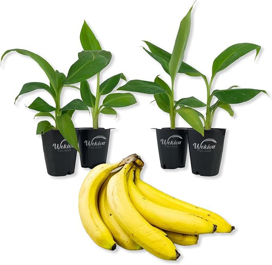 Gros Michel Banana Tree - 4 Live Starter Plants - Musa - Edible Fruit Bearing Tree for The Patio and Garden