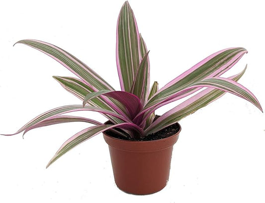 Tricolor Moses in The Cradle Plant -Rhoeo spathacea Tricolor - 2.5" Pot