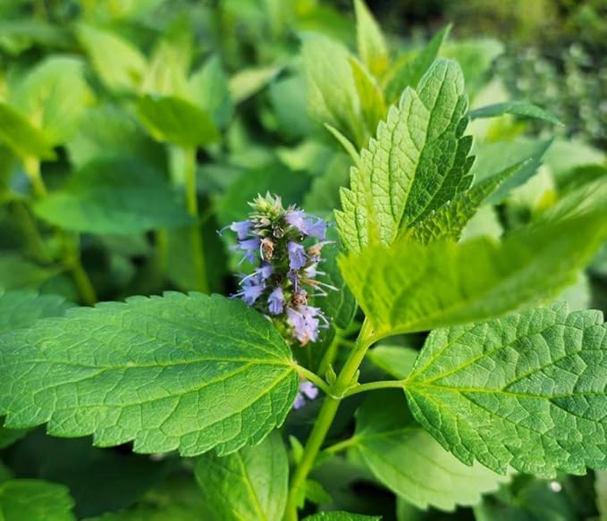 Greenwood Nursery: Live Perennial Plants - Agastache Blue Fortune + Giant Hyssop - [Qty: 1x Pint Pot] - (Click for Other Available Plants/Quantities)