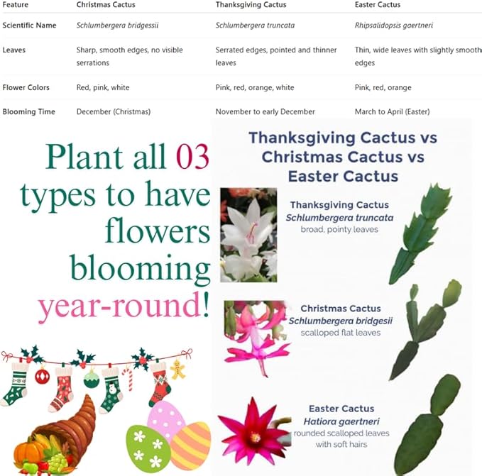 2 Christmas Cactus Plants Live, Starter Holiday Thanksgiving Cactus Plant for Indoor Outdoor Houseplants, Fasle Easter Cactus Plants Like, Cold Hardy, 5-9" in Tall, No Pot (Yellow)