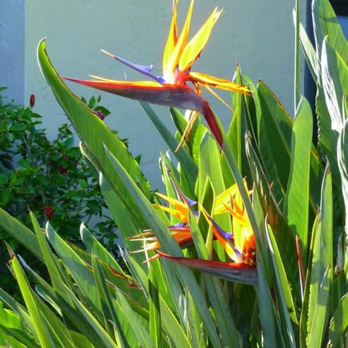 Bird of Paradise Plant Live, 5" to 12" Tall, Established Roots, Strelitzia Reginae Live Plant Houseplant Indoor Outdoor (Orange)