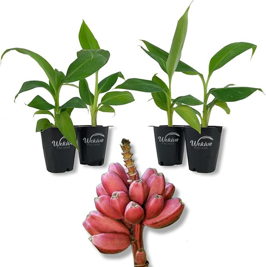 Bordelon Banana Tree - 4 Live Starter Plants - Musa - Edible Fruit Bearing Tree for The Patio and Garden