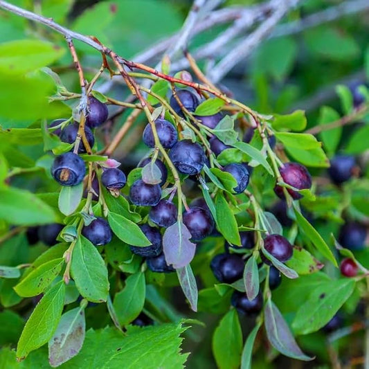 Huckleberry Plant Live, Sweet Edible Berries Tree 6-10 Inch Tall, Hardy Fruit Bushes for Outdoor Garden