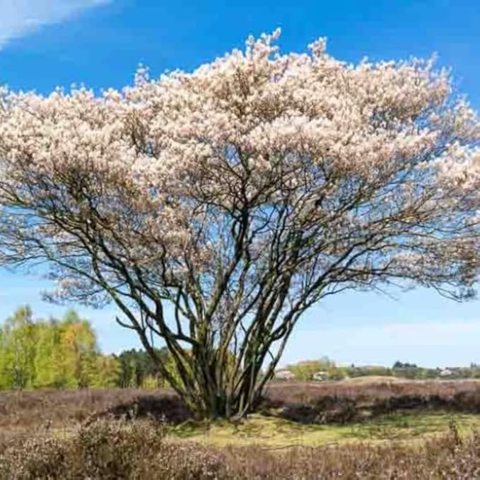 Serviceberry Live Plant, 12-18 Inch Tall Tree in Quart Pot, Edible Berry Tree and Ornamental Shrub for Garden or Landscape