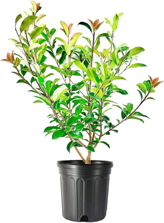 Red Tip | 3 Extra Large 3 Gallon Plants | Photinia Fraseri | Evergreen Shrub, Fast Growing Privacy Hedge, Year-Round Color, Low Maintenance, Ornamental Foliage, Ideal for Landscaping, Dense Growth